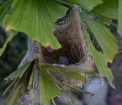 Ptilotula flavescens