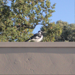 Grallina cyanoleuca