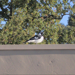 Grallina cyanoleuca