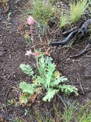 Geum triflorum ciliatum
