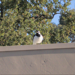Grallina cyanoleuca