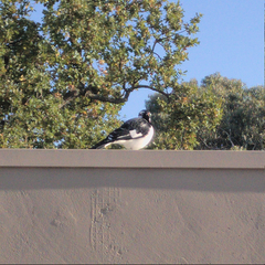 Grallina cyanoleuca