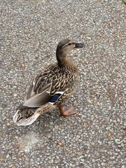 Anas platyrhynchos