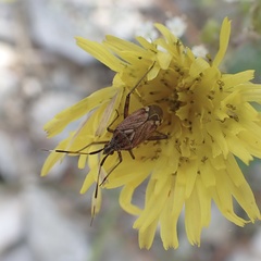 Closterotomus histrio