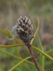 Petrophile linearis