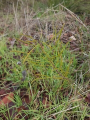 Petrophile linearis