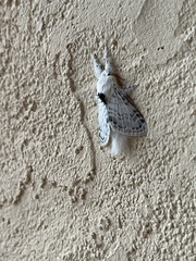 Apotolype brevicrista