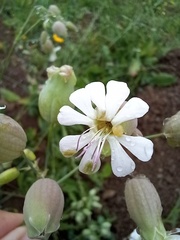Silene vulgaris