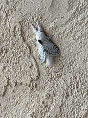 Apotolype brevicrista