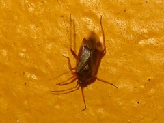 Harpocera thoracica
