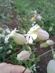 Silene vulgaris