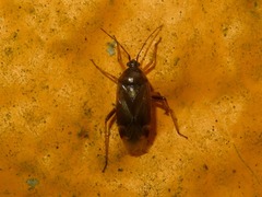 Harpocera thoracica