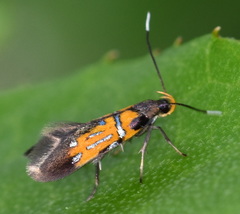 Schiffermuelleria schaefferella