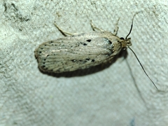 Agonopterix yeatiana