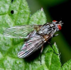 Haematobosca stimulans