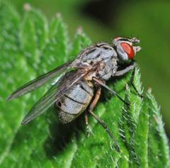 Haematobosca stimulans