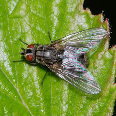 Haematobosca stimulans