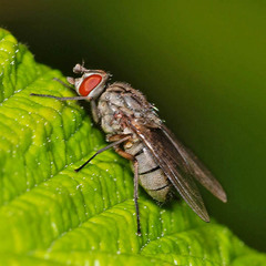 Haematobosca stimulans