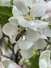 Apis mellifera