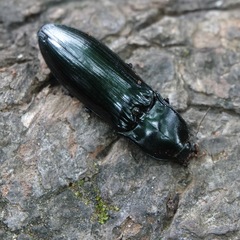 Melanactes
