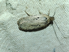 Agonopterix yeatiana