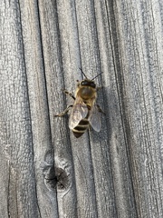 Apis mellifera