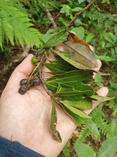 laurel espada (Ocotea floribunda)