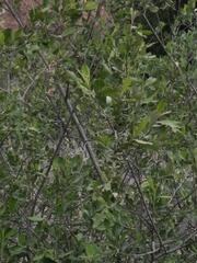 Salix atrocinerea