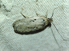 Agonopterix yeatiana