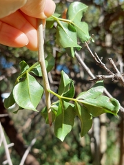 Commiphora angolensis