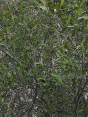 Salix atrocinerea