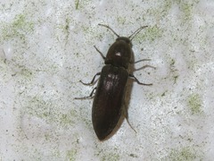 Cidnopus aeruginosus