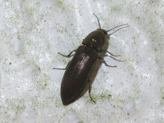 Cidnopus aeruginosus