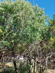 Commiphora angolensis
