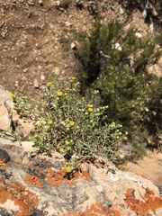 Perityle congesta