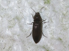 Cidnopus aeruginosus
