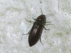 Cidnopus aeruginosus