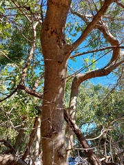 Commiphora angolensis