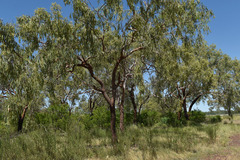 Corymbia pocillum