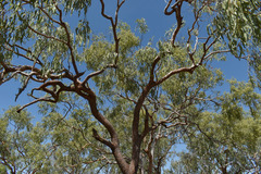 Corymbia pocillum