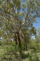 Corymbia pocillum