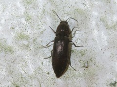 Cidnopus aeruginosus