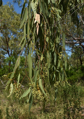 Corymbia pocillum