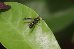 Apodynerus formosensis