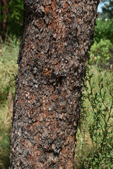Corymbia pocillum
