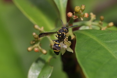 Apodynerus formosensis