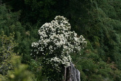 Eucryphia cordifolia