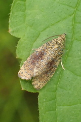 Olethreutes astrologana