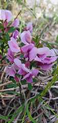 Chamaecytisus purpureus