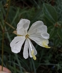 Silene longicilia